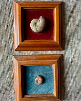 Ammoniti con cornice