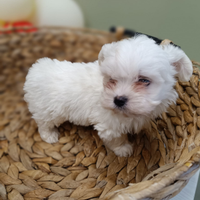 Maltipoo teacup finanziabili