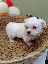 Maltipoo teacup finanziabili