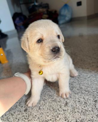 Cuccioli di Labrador Retriver