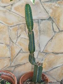 piante di cactus  con vasi compresi
