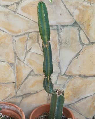 piante di cactus  con vasi compresi