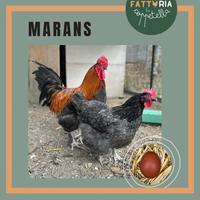 MARANS: galline galli pulcini