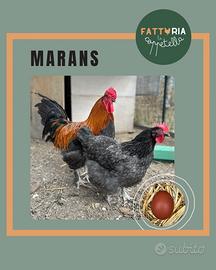 MARANS: galline galli pulcini