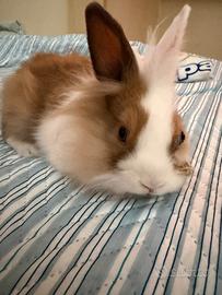 Cucciola di coniglio testa di leone