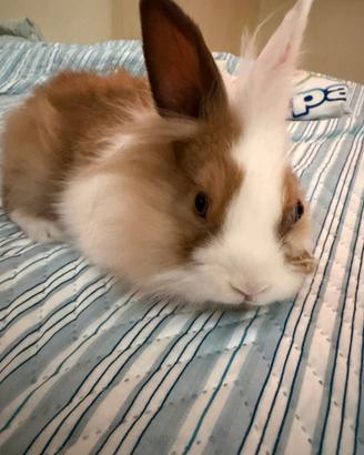 Cucciola di coniglio testa di leone