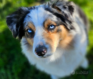 Pastore Australiano femmina per accoppiamento