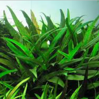 Pianta per acquario Cryptocoryne