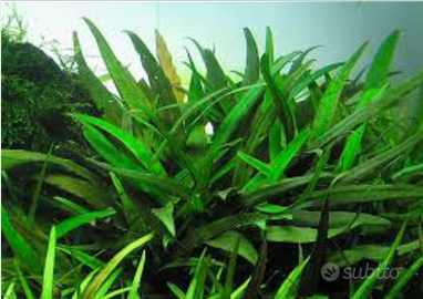 Pianta per acquario Cryptocoryne