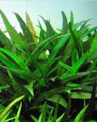 Pianta per acquario Cryptocoryne