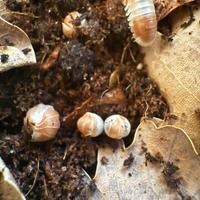 Isopodi sp. Cubaris Panda King Orange