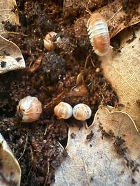 Isopodi sp. Cubaris Panda King Orange