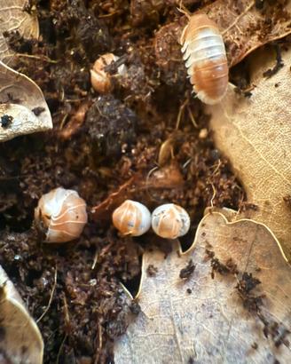 Isopodi sp. Cubaris Panda King Orange