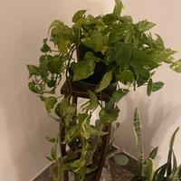 Pianta