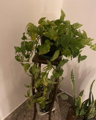 Pianta