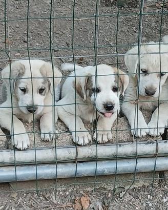 Cani maremmano