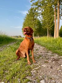 Accoppiamento Vizla 10 anni Pedigree