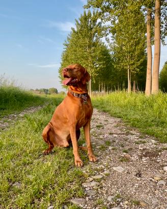 Accoppiamento Vizla 10 anni Pedigree