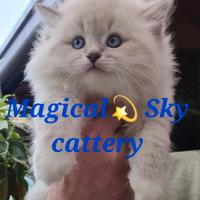 Cuccioli gatto siberiano PEDIGREE ALLEVAMENTO Wcf
