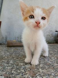 3 gatti da adottare