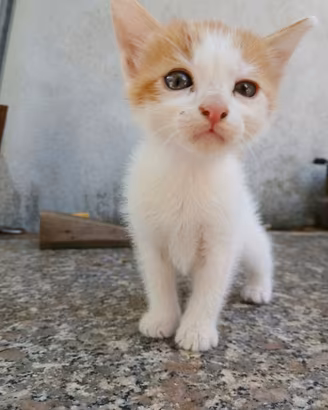3 gatti da adottare