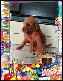 Barboncino Toy 