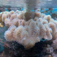 Sarcophyton ehrenbergi polipi bianco