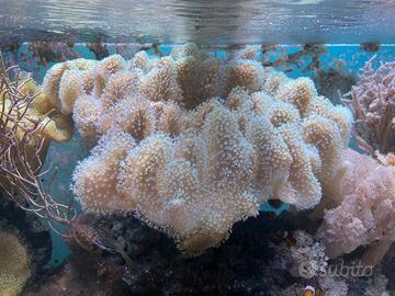 Sarcophyton ehrenbergi polipi bianco