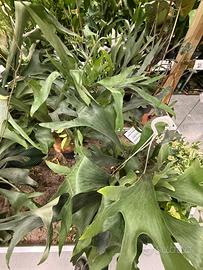 Platycerium hillii