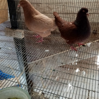 Disponibili colombi di varie razze e pastori tedes