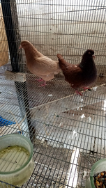 Disponibili colombi di varie razze e pastori tedes