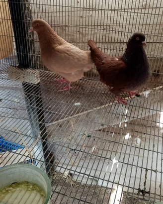 Disponibili colombi di varie razze e pastori tedes