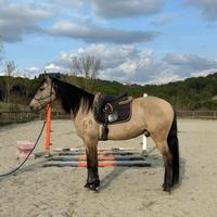 Cavallo buckskin portoghese