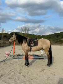 Cavallo buckskin portoghese