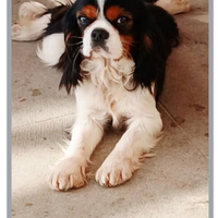Cavalier king