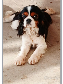 Cavalier king
