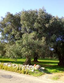 Uliveto con alberi plurisecolari