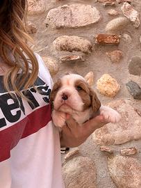 Cavalier King prezzo trattabile