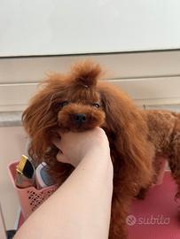 Barboncino teacup per monta