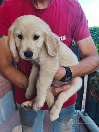 Cuccioli golden retriever