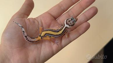 Baby Gechi Leopardini