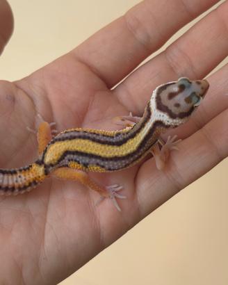 Baby Gechi Leopardini