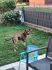 Amstaff