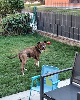 Amstaff