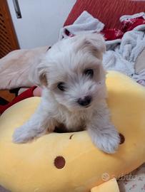 Cucciolo maltese