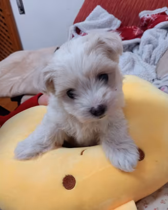 Cucciolo maltese