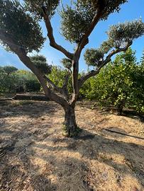 17 alberi di ulivi di varie grandezze e misure