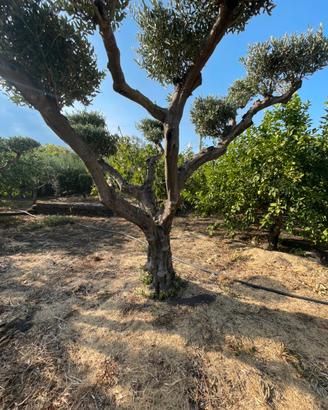 17 alberi di ulivi di varie grandezze e misure