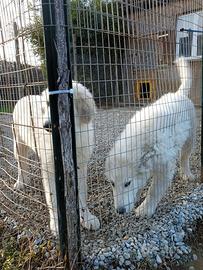 Montagna dei Pirenei