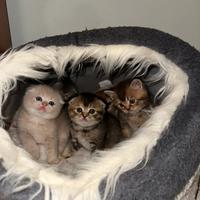 Gatti british/scottish fold